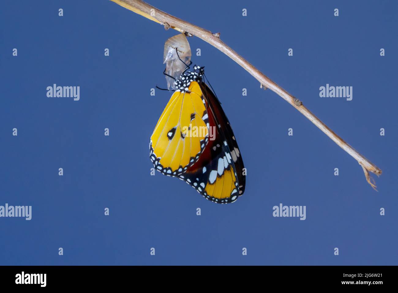 Afrikanischer Königin Schmetterling, Monarch taucht aus der Puppe Danaus chrysippus, auch bekannt als der schlichte Tiger Stockfoto