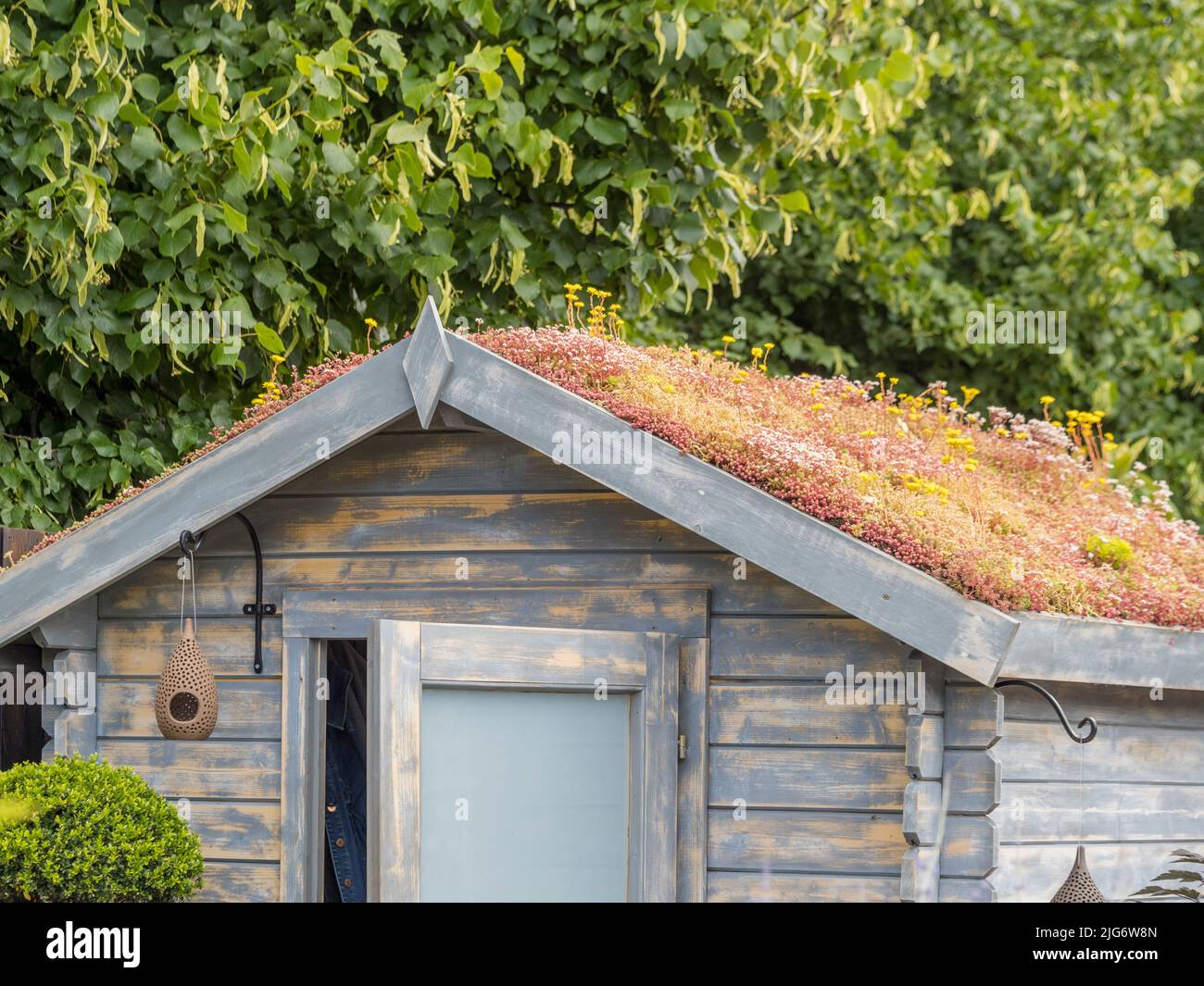 Blau-grauer Holzgartenschuppen mit einem Wohndach im britischen Garten. Stockfoto