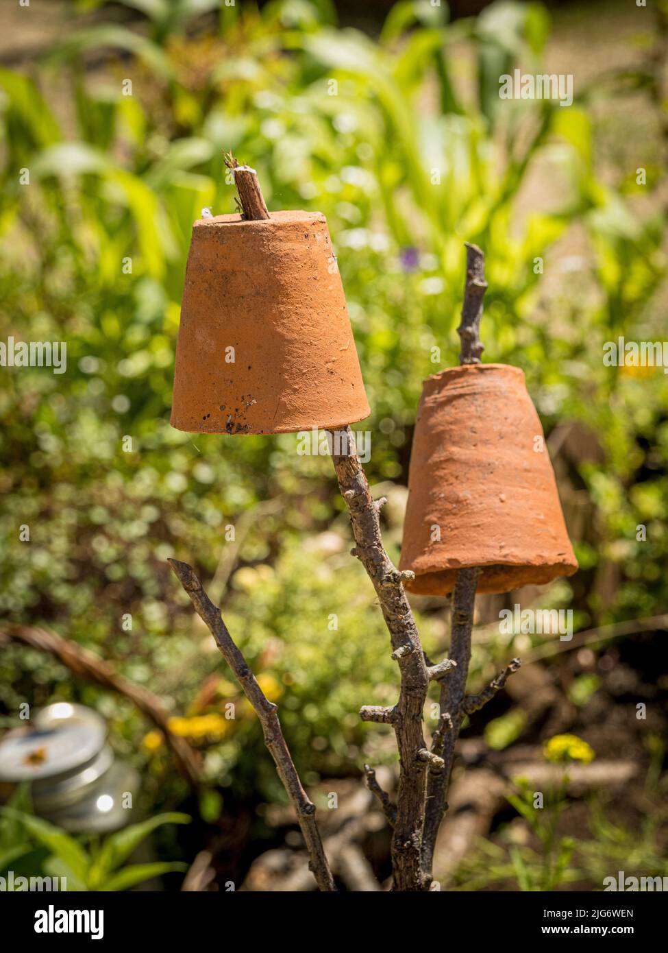 Umgedrehte Terrakotta-Pflanzentöpfe an den Enden der gedrehten Erbsenstäbchen in einem sonnigen britischen Garten. Stockfoto