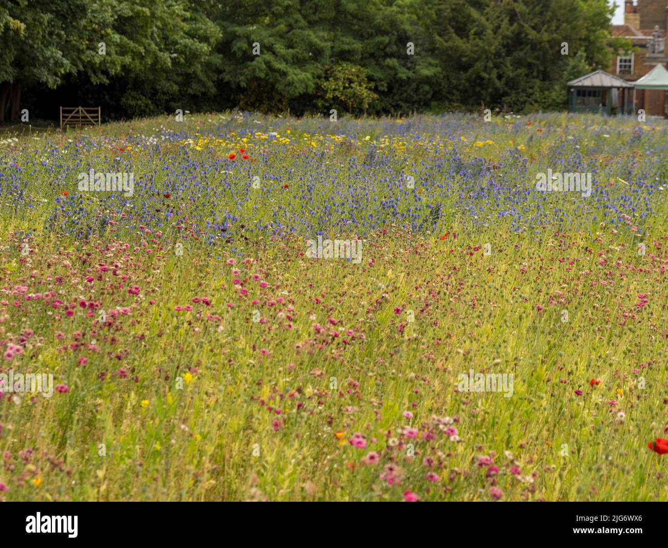Platinum Jubilee Meadow im Hampton Court Palace, London. VEREINIGTES KÖNIGREICH Stockfoto