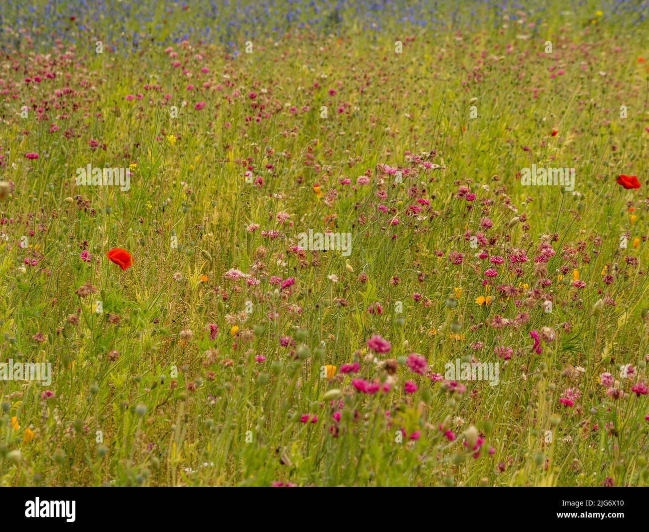 Sommerwiese, meist bestehend aus rosa und roten Blüten. VEREINIGTES KÖNIGREICH. Stockfoto