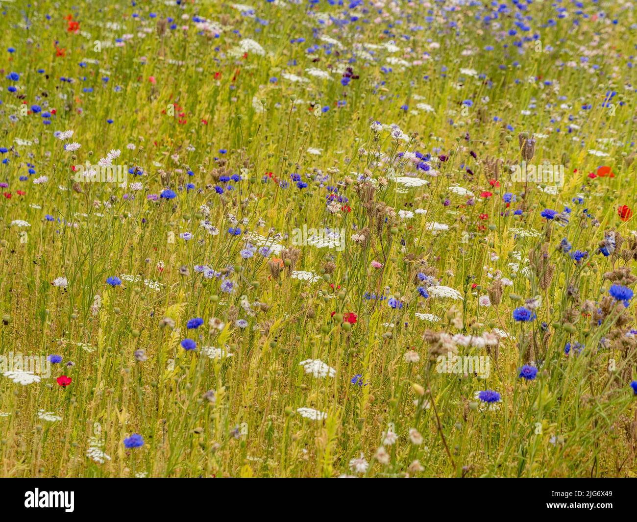 Sommerwiese, bestehend aus blauen, weißen und roten Blüten. VEREINIGTES KÖNIGREICH. Stockfoto