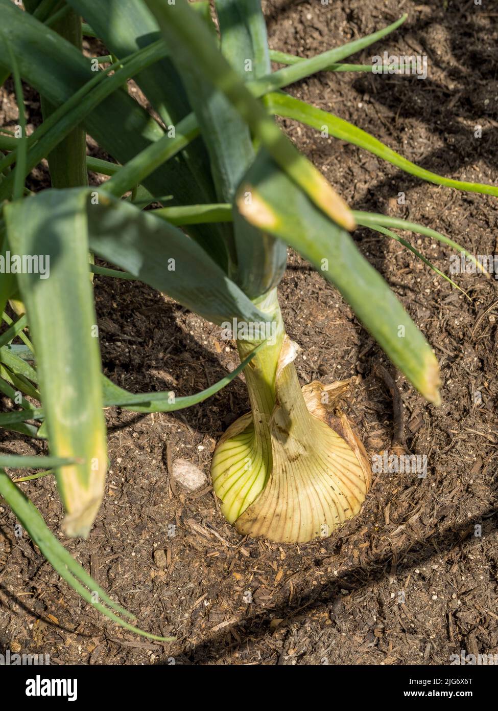 Große Zwiebel, die in einem britischen Garten wächst. Stockfoto