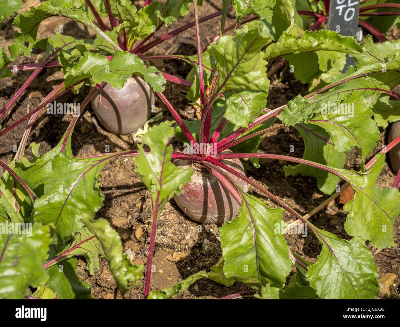 Rote Bete bereit für die Ernte in einem britischen Gemüsegarten. Stockfoto