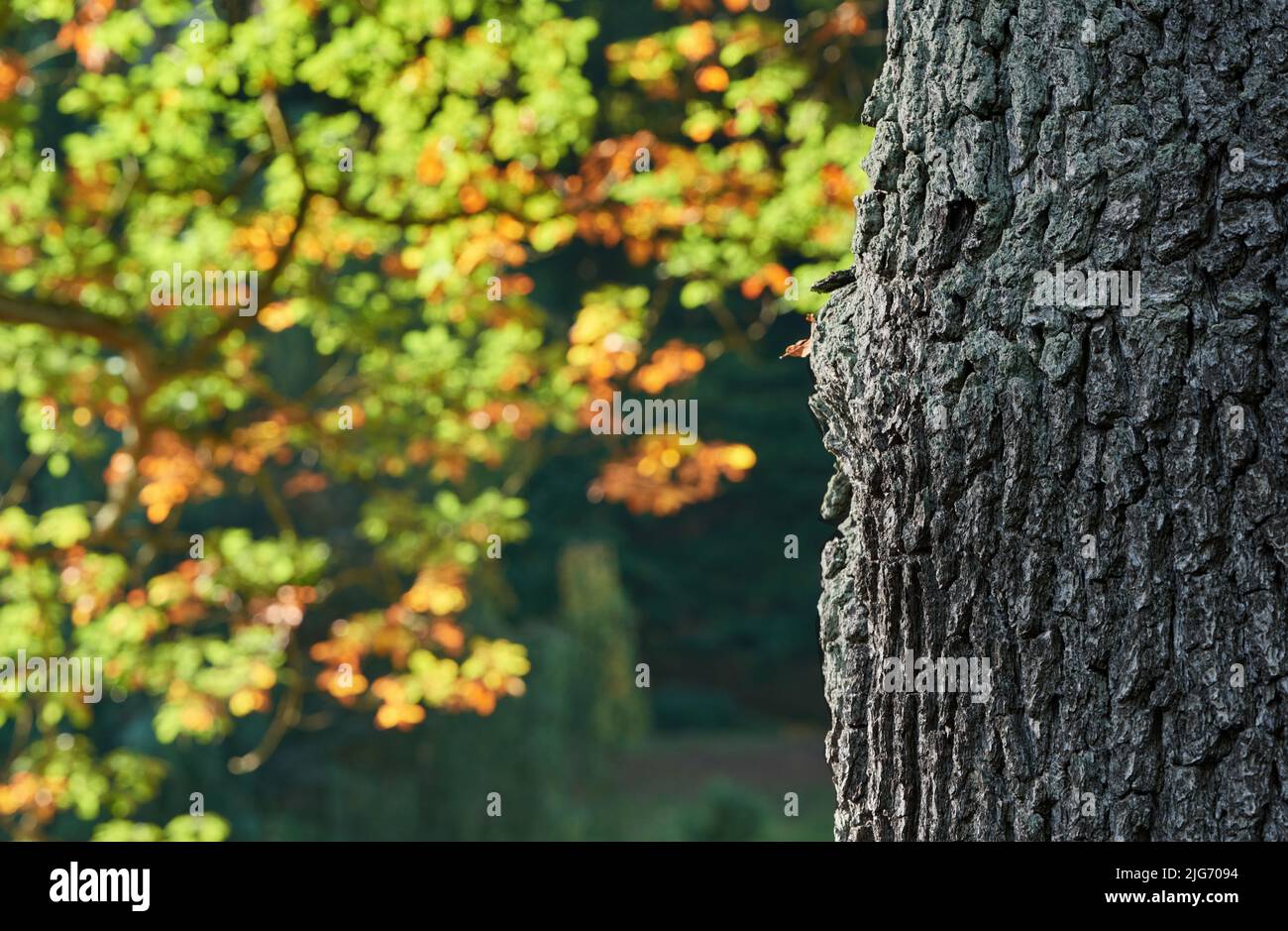 Sonniger Tag im Herbstpark, Tschechien Stockfoto