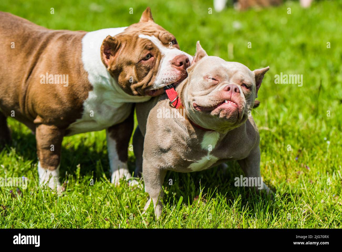 American Bully Welpen Hunde spielen auf die Natur. Ein Hund zieht einen anderen Hund am Halsband. Stockfoto