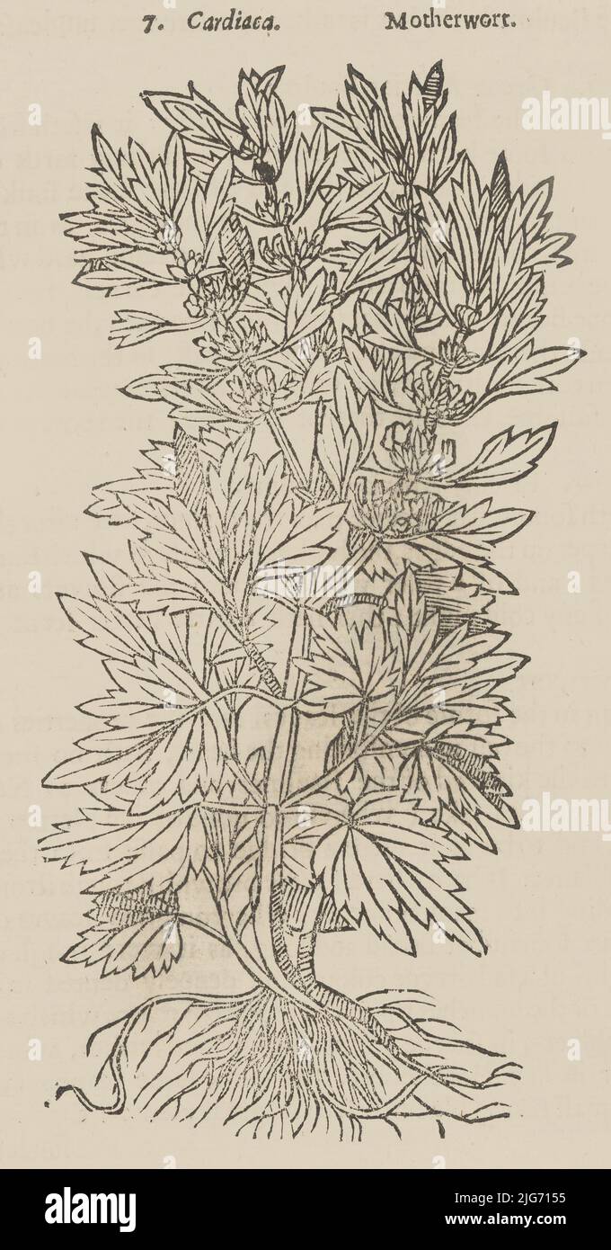 Theatrum Botanicum, The Theatre of Plants or an Universal and Compleat Herball., 1640. Stockfoto