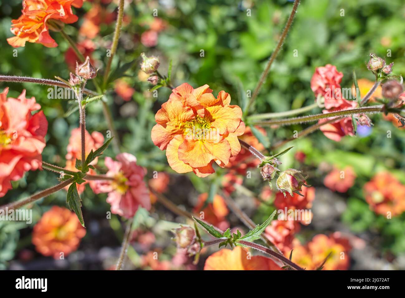 Red Geum Scarlet Tempest blüht in Dublin, Irland. Stockfoto