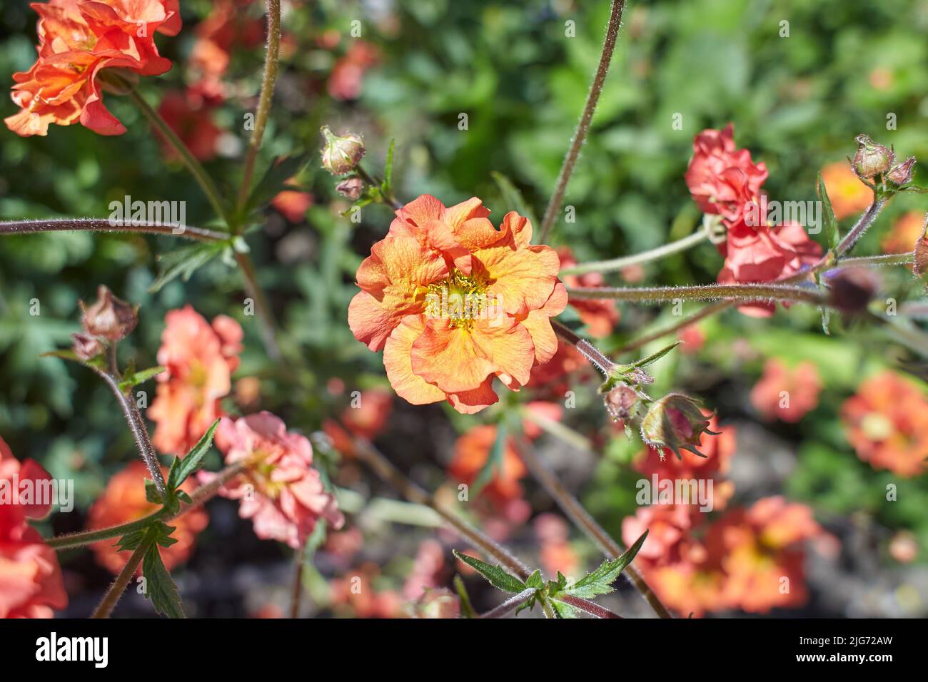 Red Geum Scarlet Tempest blüht in Dublin, Irland. Stockfoto