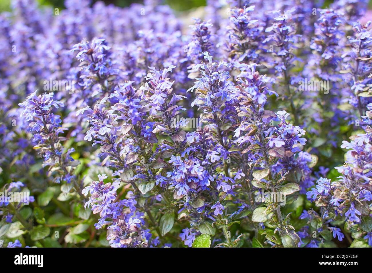 Violetter Teppich mit bugleweed Blumen. Ajuga reptans oder blaue Bügelpflanzen wachsen im Frühlingsgarten. Stockfoto