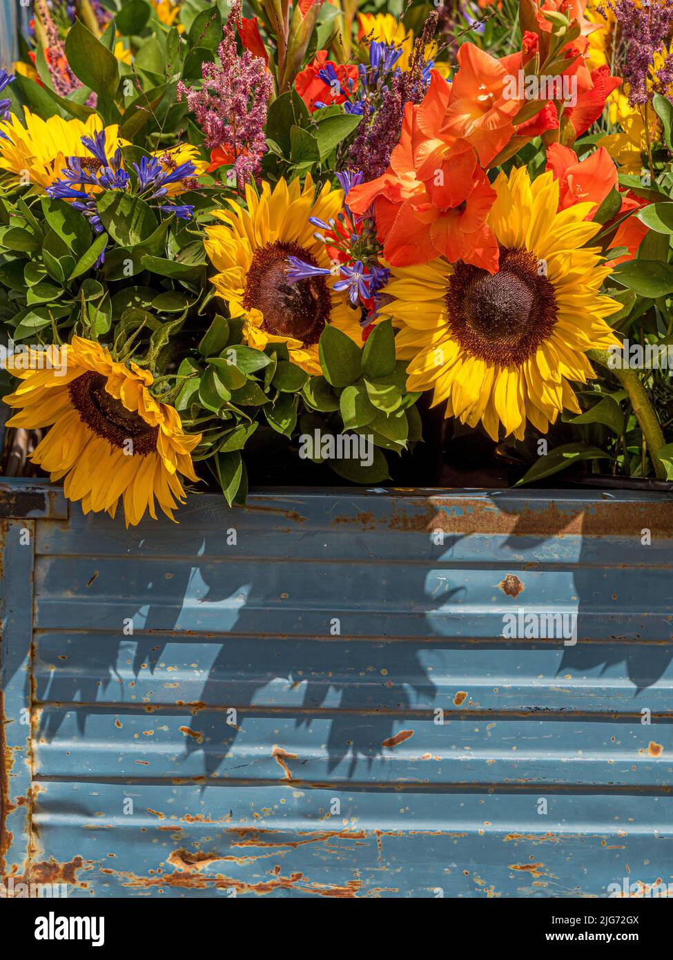 Farbenfrohe, frisch geschnittene Blüten in einem großen, blau rostenden Behälter. Stockfoto