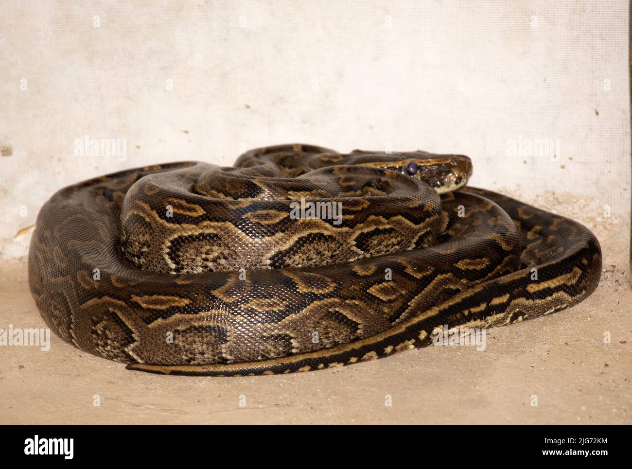 Eine kürzlich durchschlagte Central African Rock Python hat helle Markierungen, aber ein wenig dunkler als ihre nahe Verwandte, die Southern African Rock Python. Stockfoto