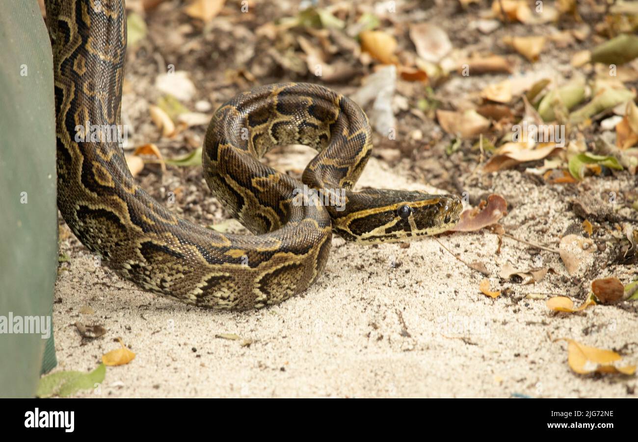 Eine kürzlich durchschlagte Central African Rock Python hat helle Markierungen, aber ein wenig dunkler als ihre nahe Verwandte, die Southern African Rock Python. Stockfoto