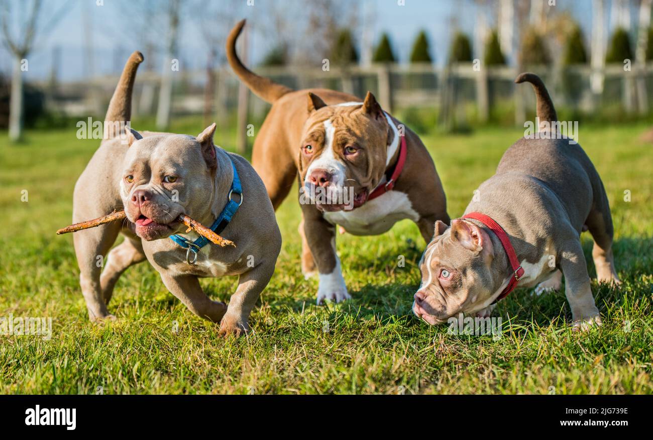 Drei Chocolate Colour American Bully Hunde sind unterwegs Stockfoto