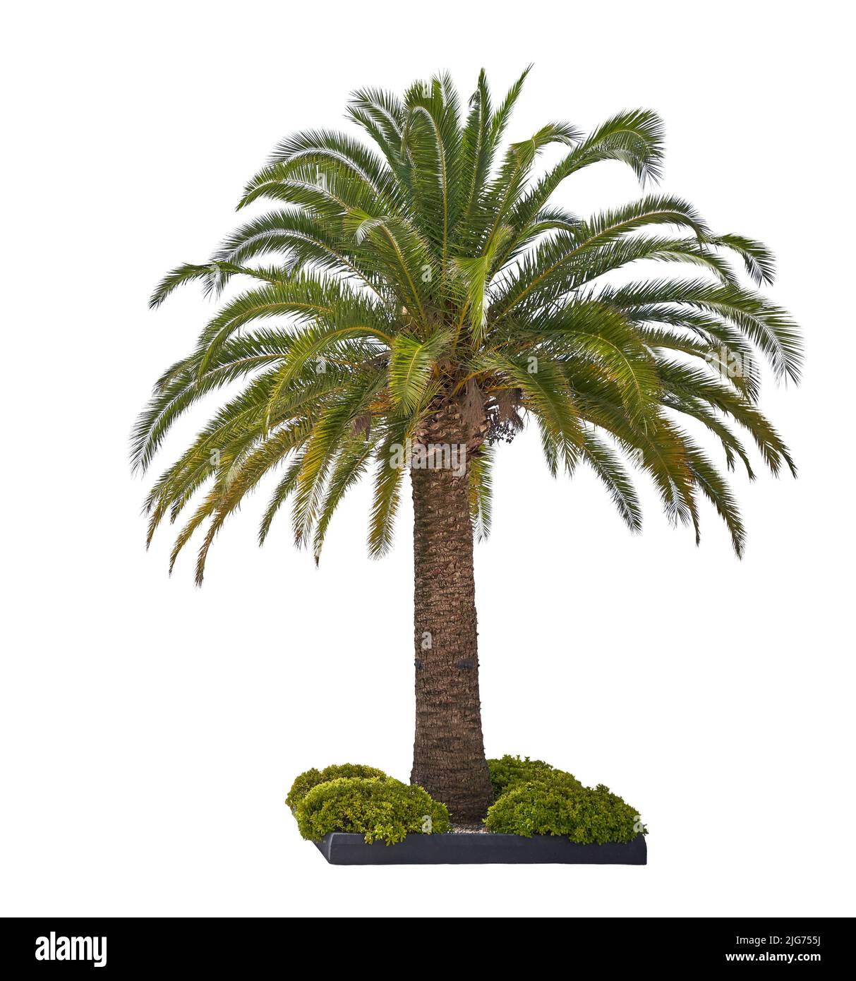 Lebendige Palme isoliert auf weißem Hintergrund. Stockfoto