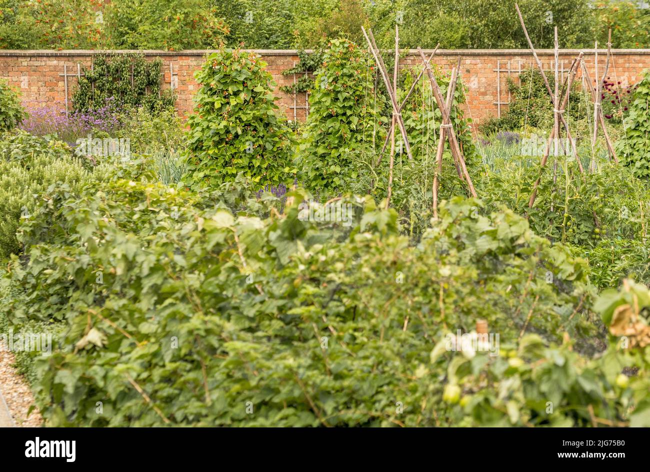 Der Kitchen Garden im Hampton Court Palace ist voll mit Sommergemüse. VEREINIGTES KÖNIGREICH. Stockfoto