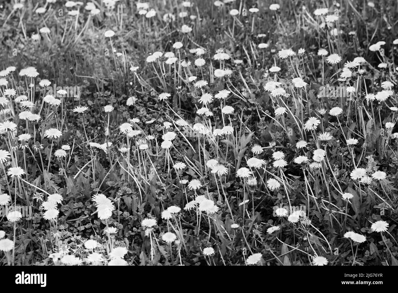 Ein Feld von vielen wilden leuchtend gelben Dandelion-Blüten in voller Blüte in schwarz und weiß. Stockfoto
