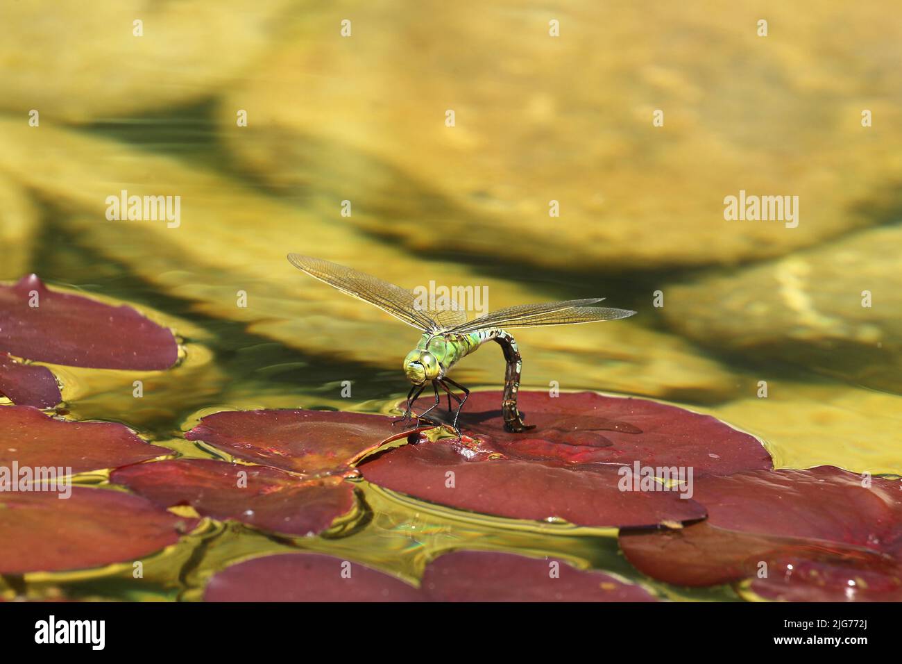 Große Damselfliege (Anax Imperator) Eier auf Seerosenunterlage in Wasser legen, Allgäu, Bayern, Deutschland Stockfoto