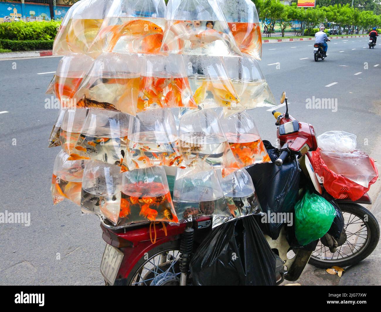 HCM, Vietnam - 14. Oktober 2015: Straßenhändler verkaufen Zierfische mit Plastiktüten auf Motorrädern Stockfoto