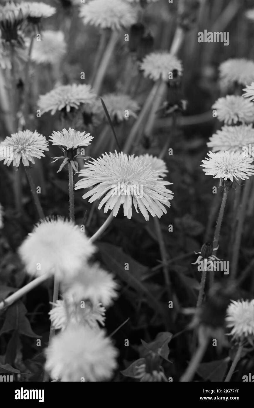 Ein Feld von vielen wilden leuchtend gelben Dandelion-Blüten in voller Blüte in schwarz und weiß. Stockfoto