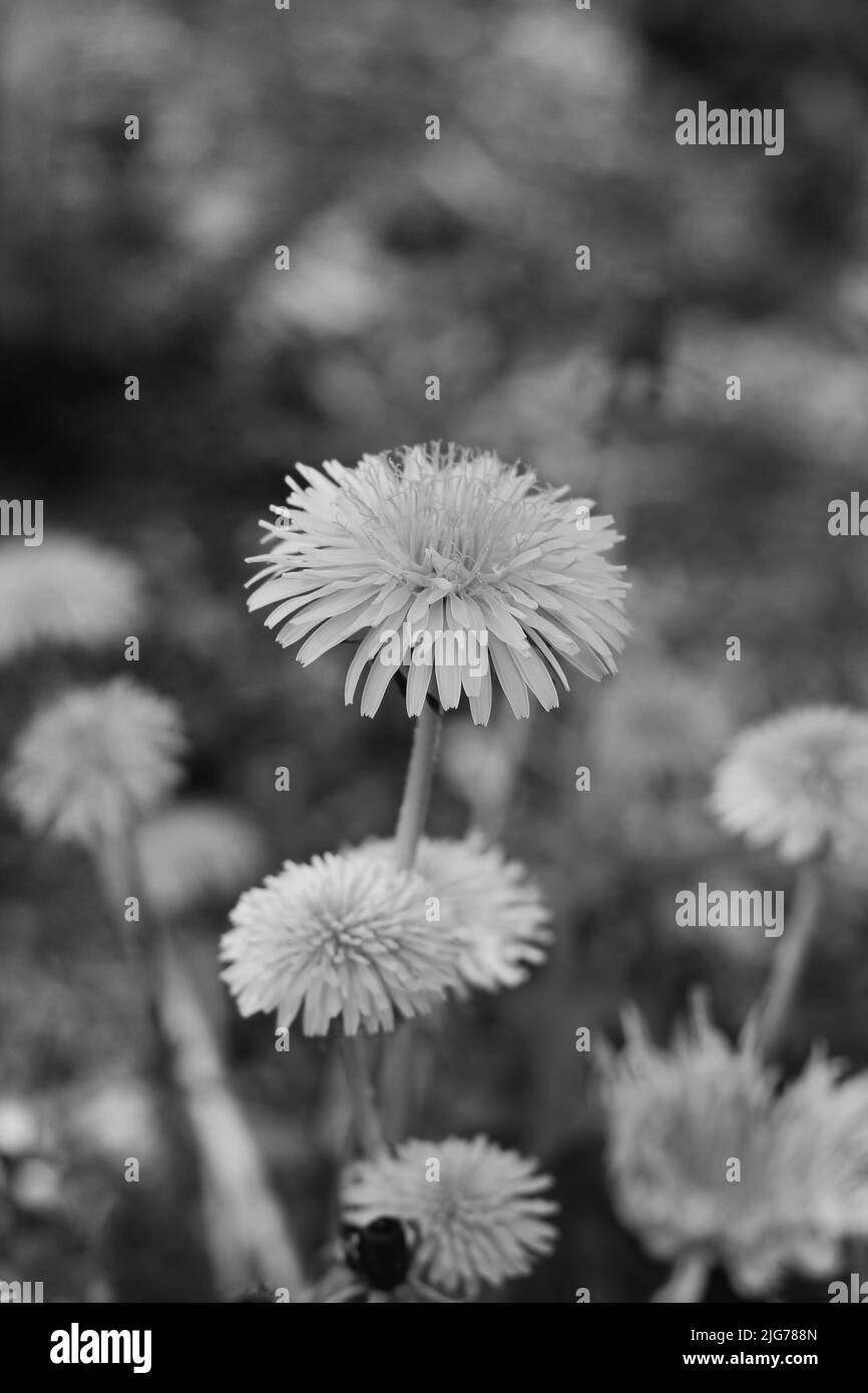 Ein Feld von vielen wilden leuchtend gelben Dandelion-Blüten in voller Blüte in schwarz und weiß. Stockfoto
