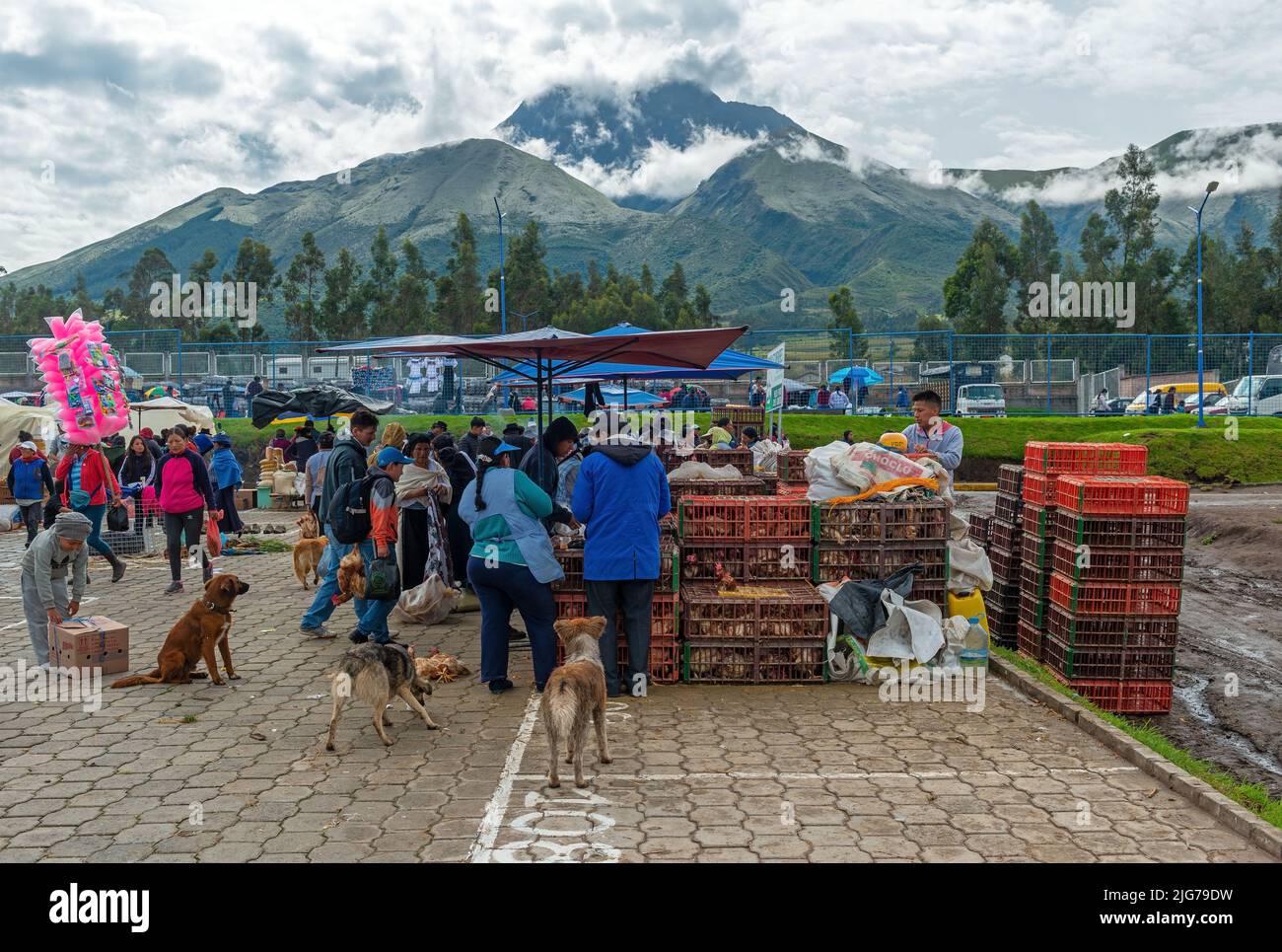 Lokaler Tiermarkt mit einem einheimischen ecuadorianischen Hühnerverkäufer mit dem Vulkan Cotacachi im Hintergrund, Otavalo, Ecuador. Stockfoto