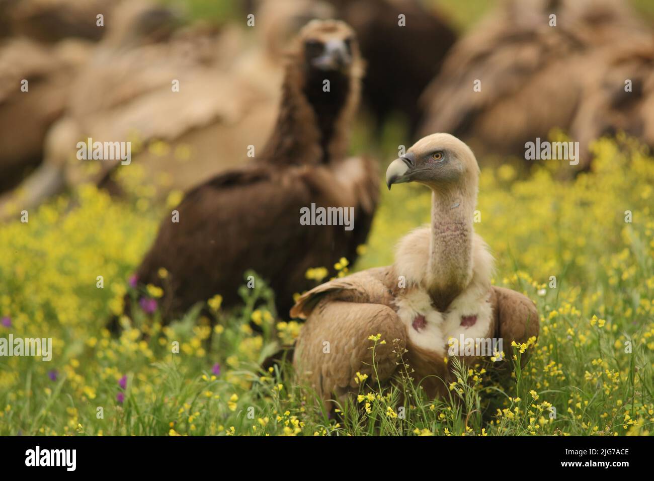 Truppe von Gänsegeiern (Gyps fulvus) und schwarzen Geiern auf einer Blumenwiese in der Nähe von Torrejon El Rubio, Monfraguee, Extremadura, Spanien Stockfoto