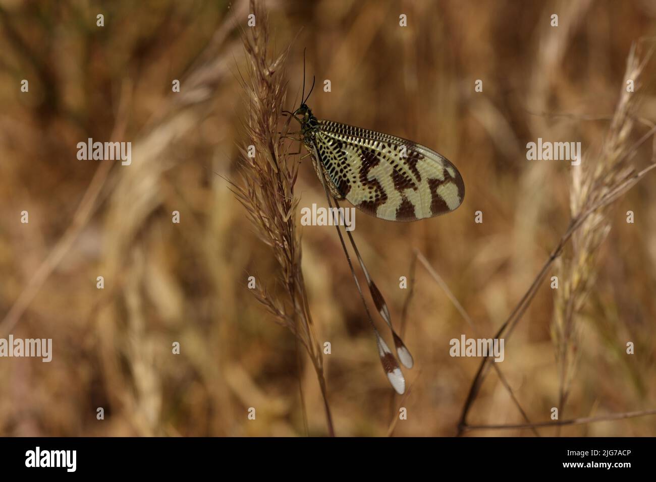 Familie nemopteridae Fotos und Bildmaterial in hoher Auflösung Alamy