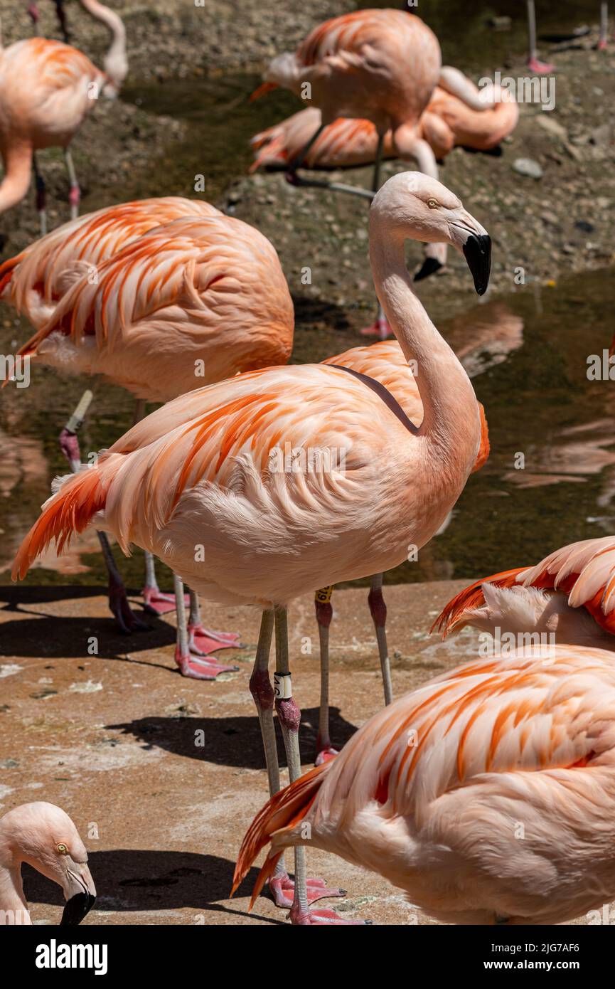 Ein gefangener chilenischer Flamingo, Phoenicopterus chilensis im Zoo von Jersey. Ein großer Flamingo, der in Südamerika beheimatet ist. Stockfoto