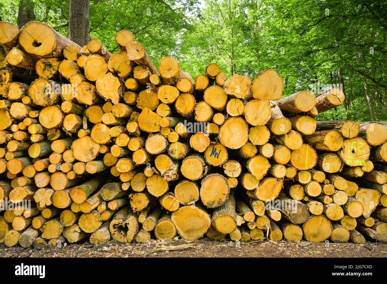 Holzstapel, Stadtwald, Frankfurt am Main, Hessen, Deutschland Stockfoto