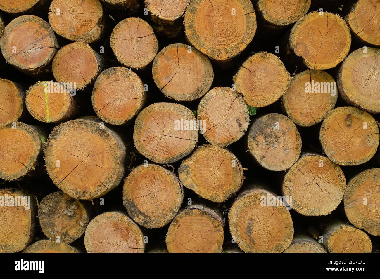 Holzstapel, Stadtwald, Frankfurt am Main, Hessen, Deutschland Stockfoto
