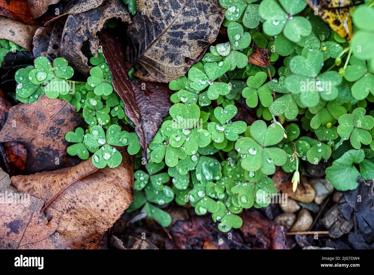 Ein Kleeblatt auf dem Waldboden ist mit Regentropfen beperelt. Stockfoto