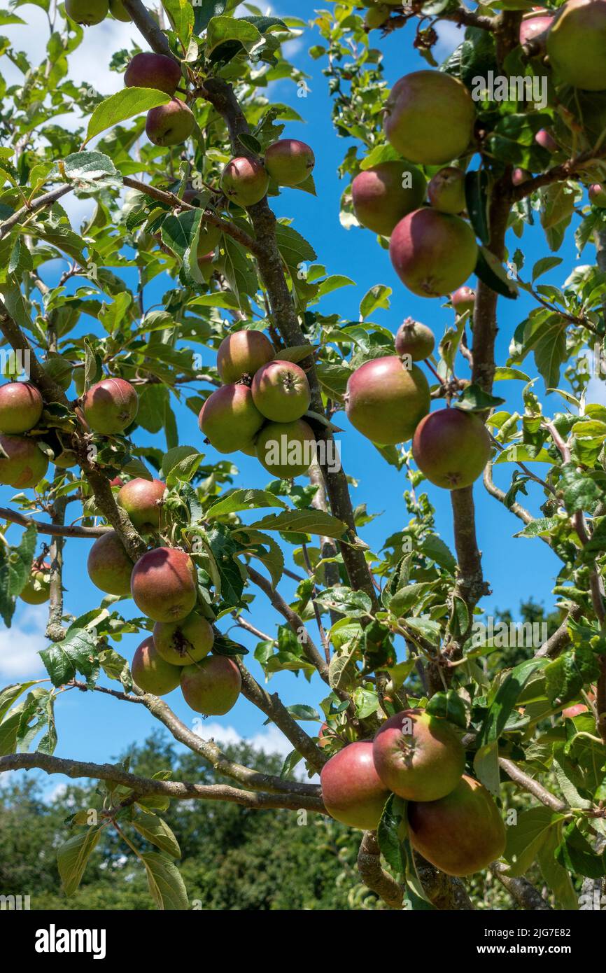 Rote reife Äpfel wachsen auf Obstbäumen in England, Großbritannien Stockfoto