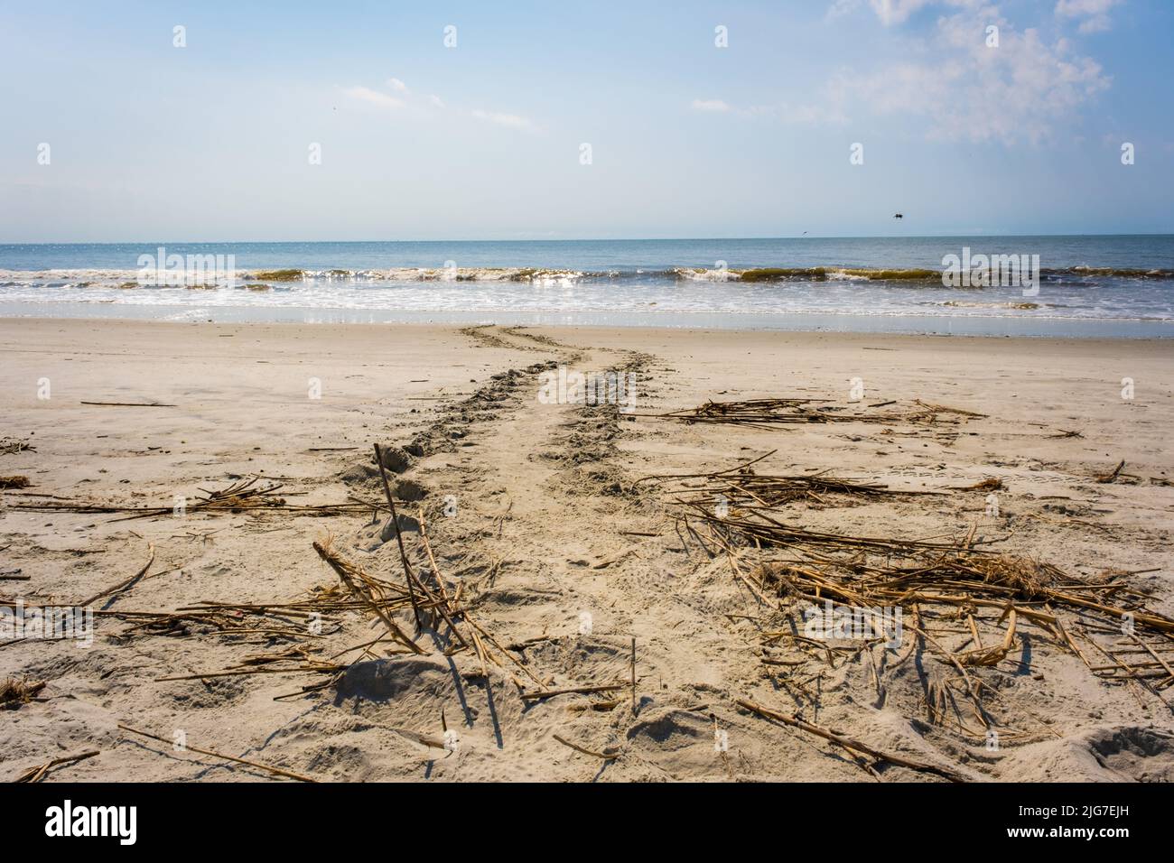 Meeresschildkröten-Spuren im Sand machen ihren Weg zum Atlantischen Ozean. Stockfoto