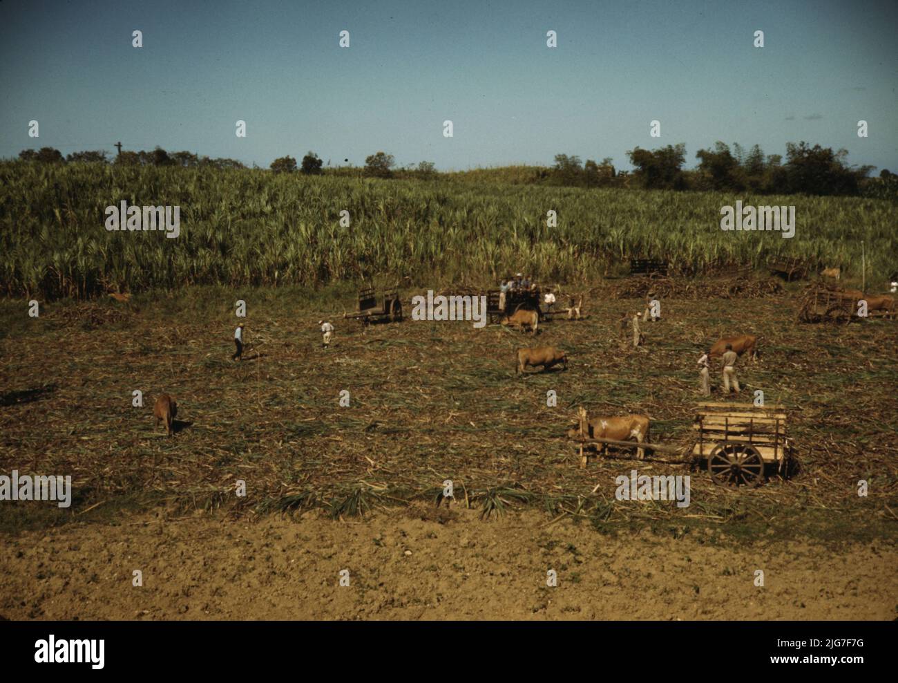 Ernte von Zuckerrohr auf einem verbrannten Feld, in der Nähe von Guanica, Puerto Rico. Das Verbrennen des Zuckerrohrs entledigt sich der dichten Blätter und erleichtert das Schneiden der unversehrt gestielten Stiele. Stockfoto