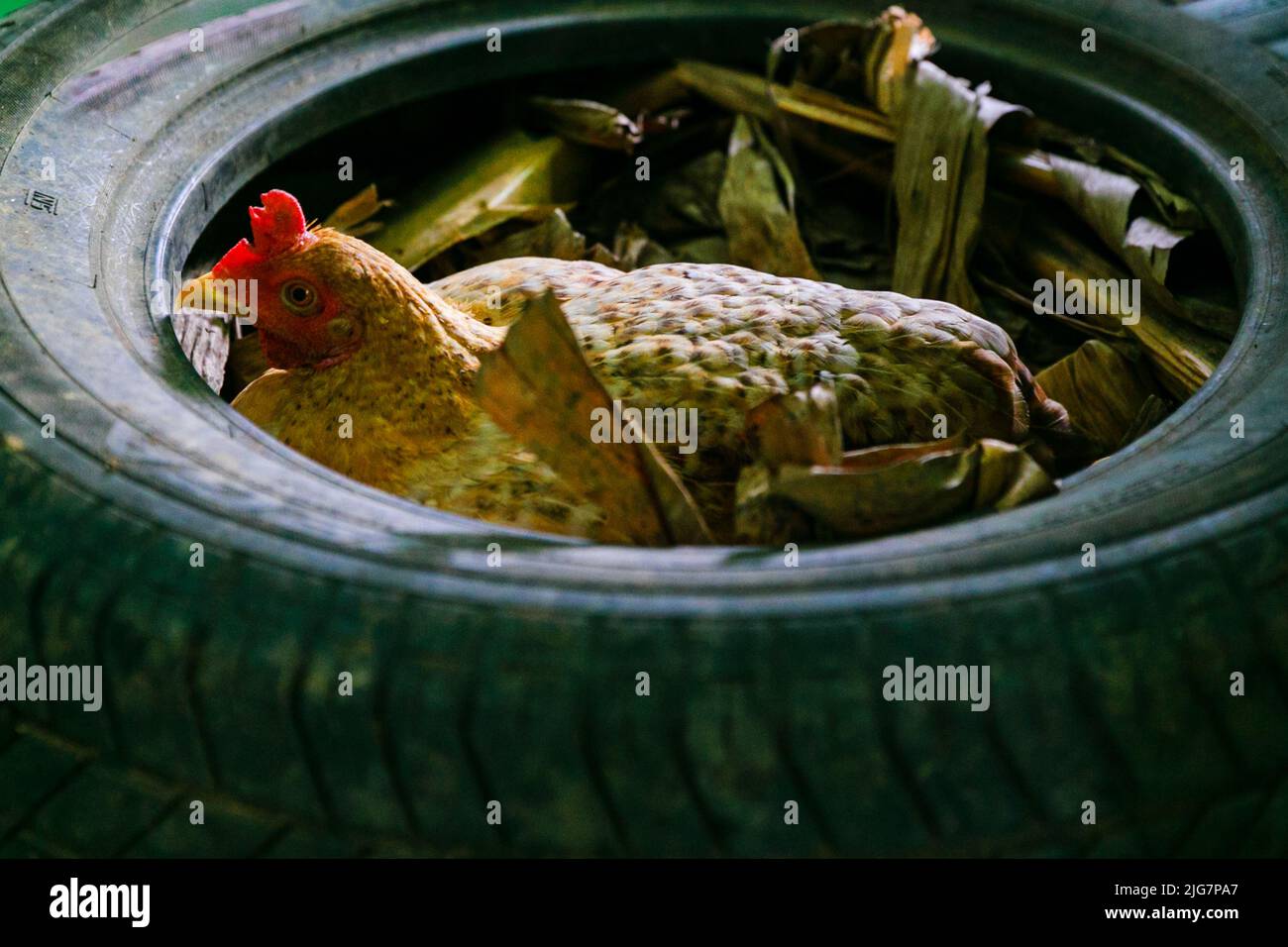 Henne brütet Eier in altem Reifen. Stockfoto