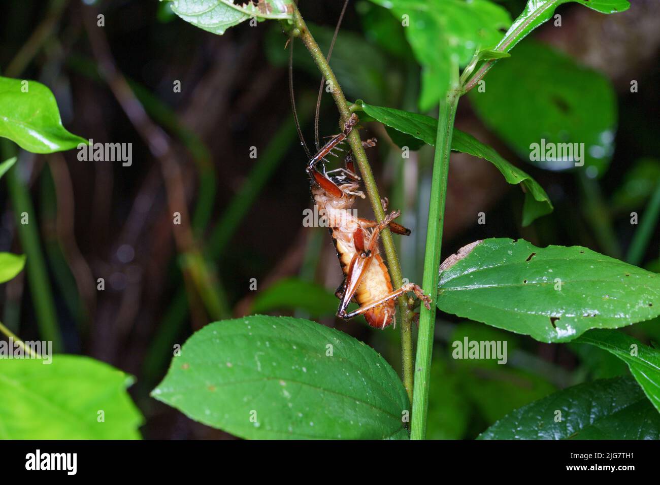 Hexacentrus ist die Typus-Gattung der Buschgrillen in der Unterfamilie Hexacentrinae. Auf einem Blatt mit Regenwasser auf seinem Körper und seinen Blättern sitzend. Stockfoto