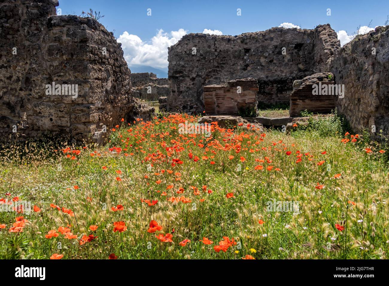 Mohnblumen wachsen in den Ruinen von Pompeji, Neapel, Compania, Italien Stockfoto