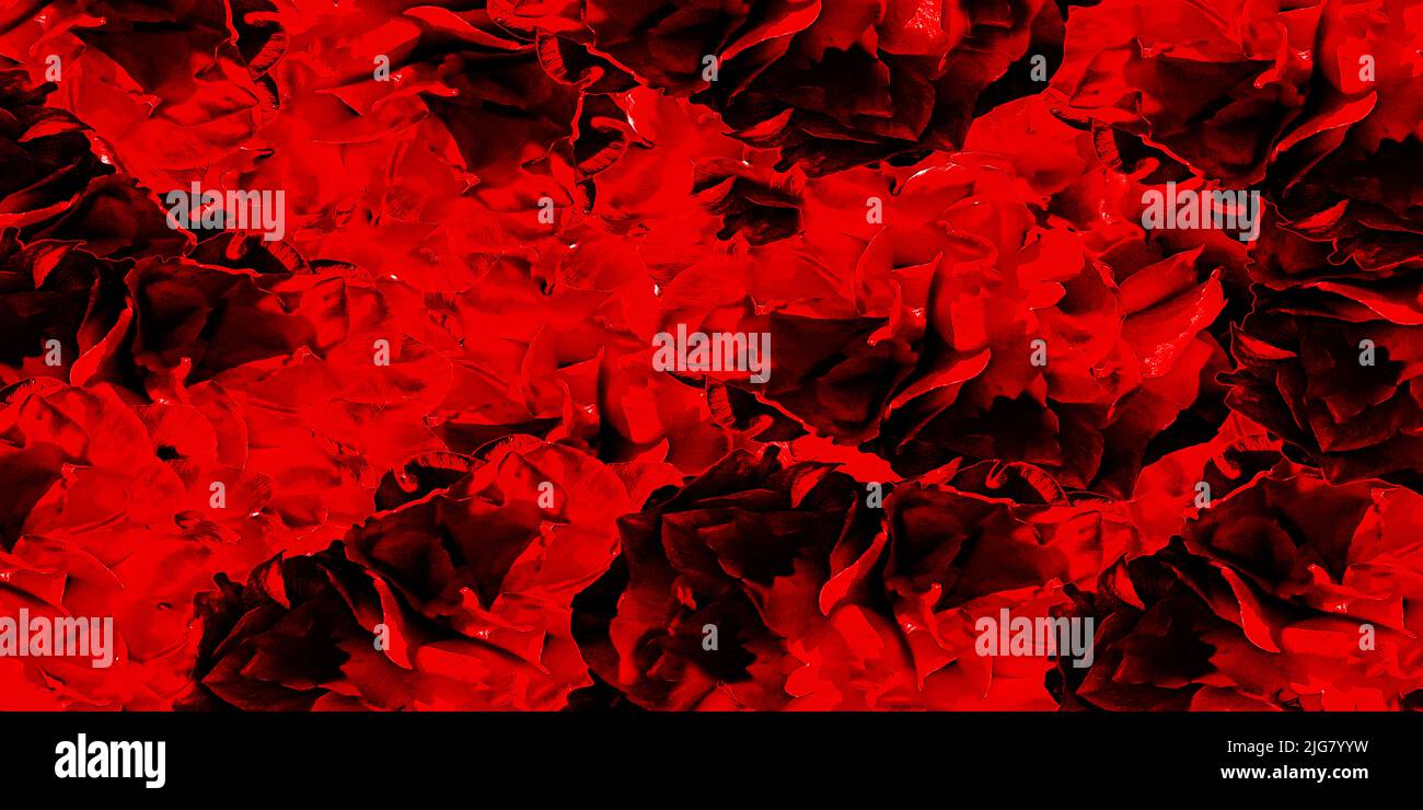 Rosenblüten Grafikhintergrund Bayern Deutschland Stockfoto