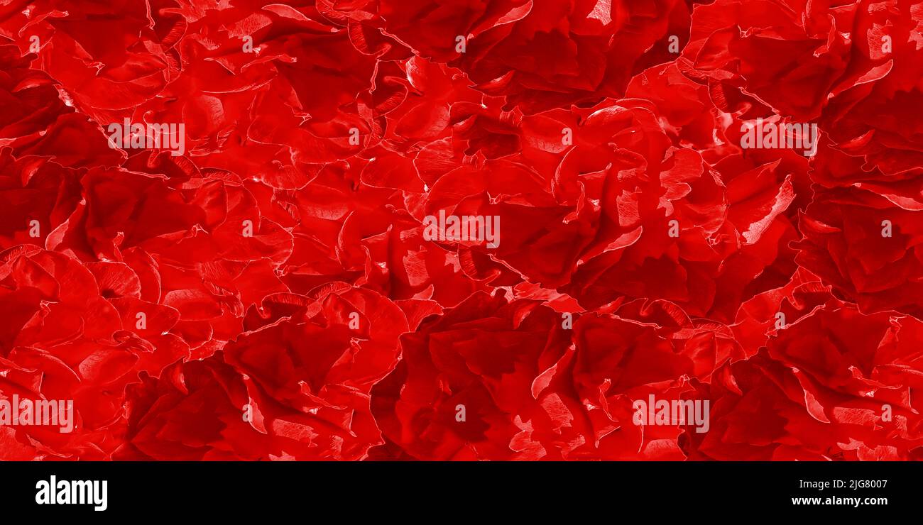 Rosenblüten Grafikhintergrund Bayern Deutschland Stockfoto