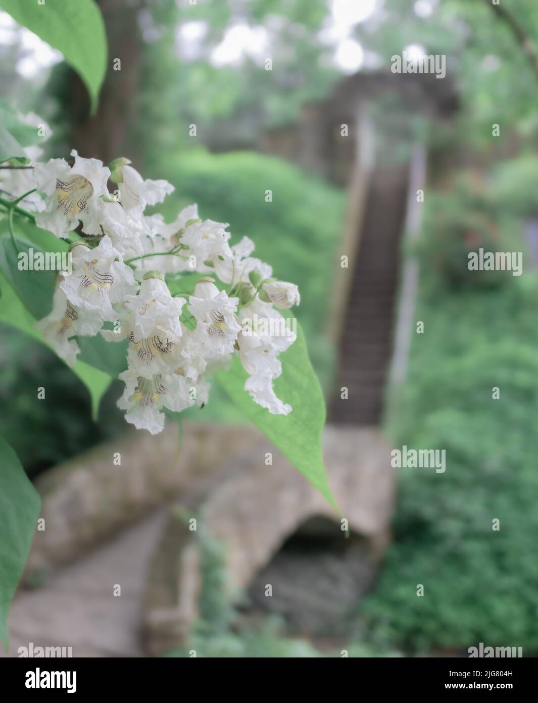 Eine Nahaufnahme einer weißen Southern Catalpa Blume mit verschwommenen Treppen im Hintergrund Stockfoto