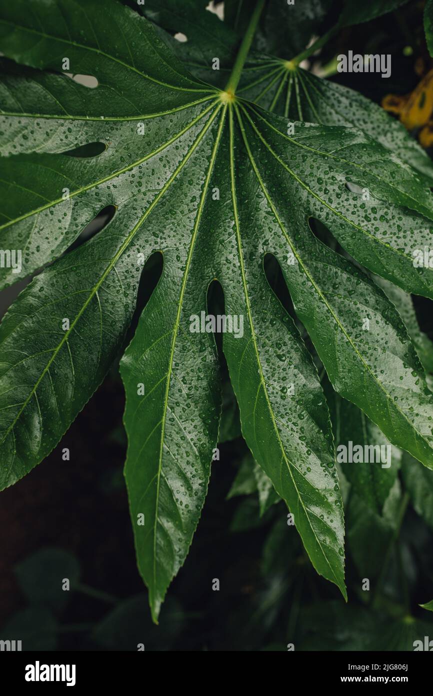 Feigenblatt palme -Fotos und -Bildmaterial in hoher Auflösung – Alamy