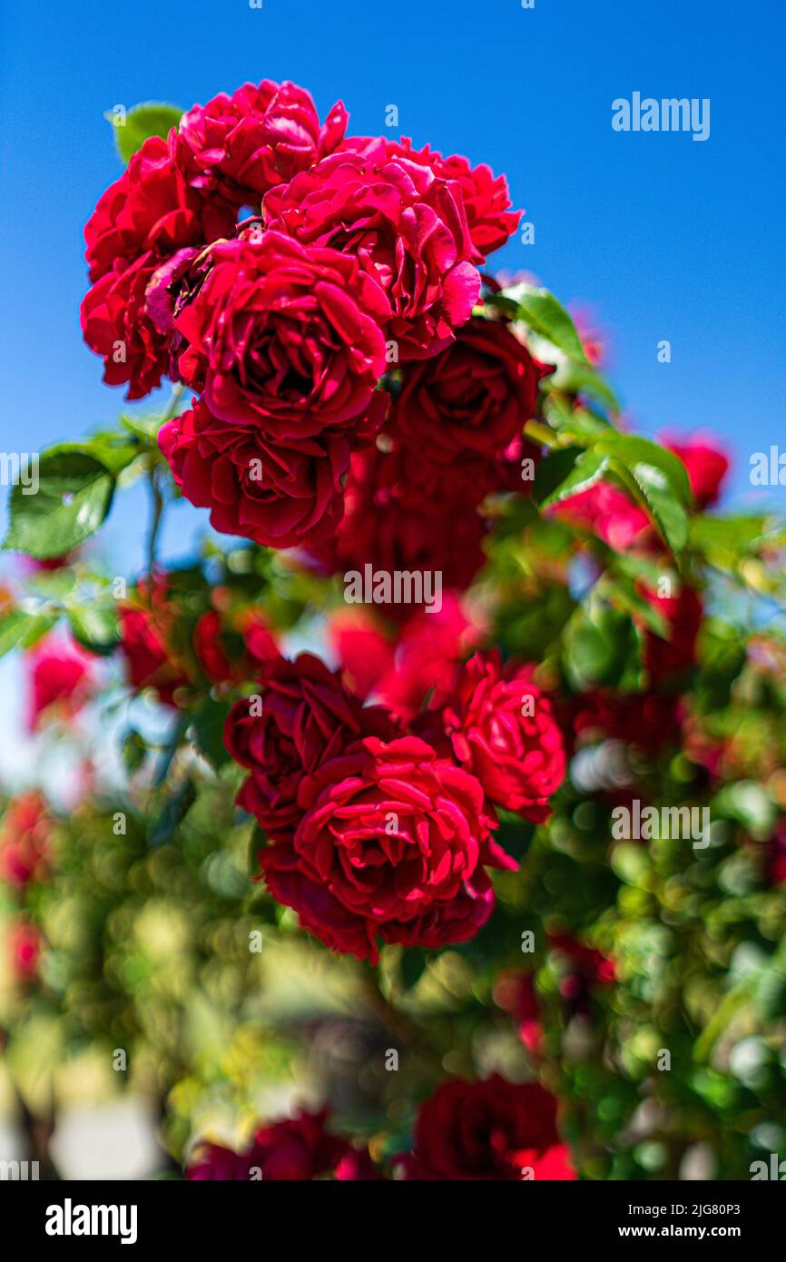 Blumen in einem Garten in Niederbayern Stockfoto