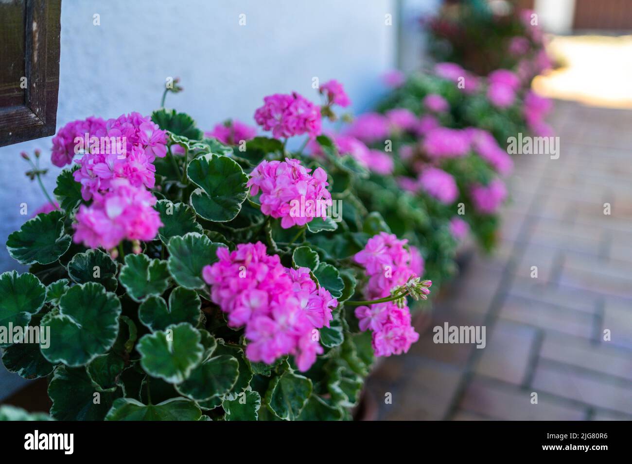 Blumen in einem Garten in Niederbayern Stockfoto