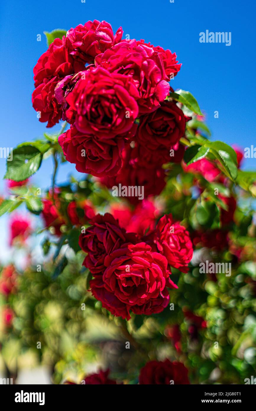 Blumen in einem Garten in Niederbayern Stockfoto