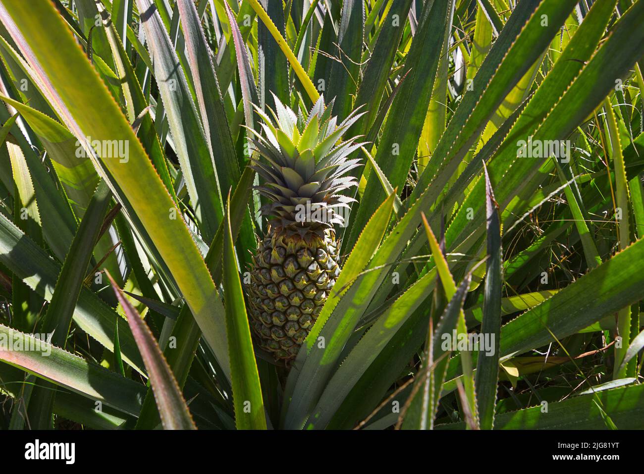 Ananas Farm auf Madagaskar Stockfoto