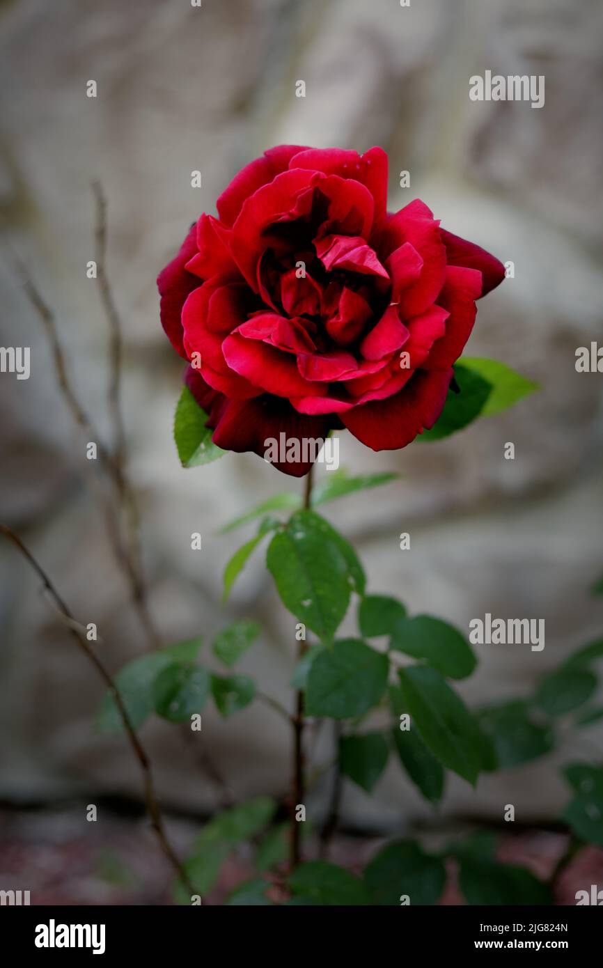 Eine einzelne rote Rose in einem Garten mit dunklem Hintergrund Stockfoto