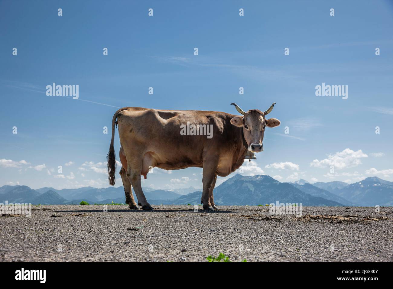 Milchkuh in den österreichischen Alpen Stockfoto