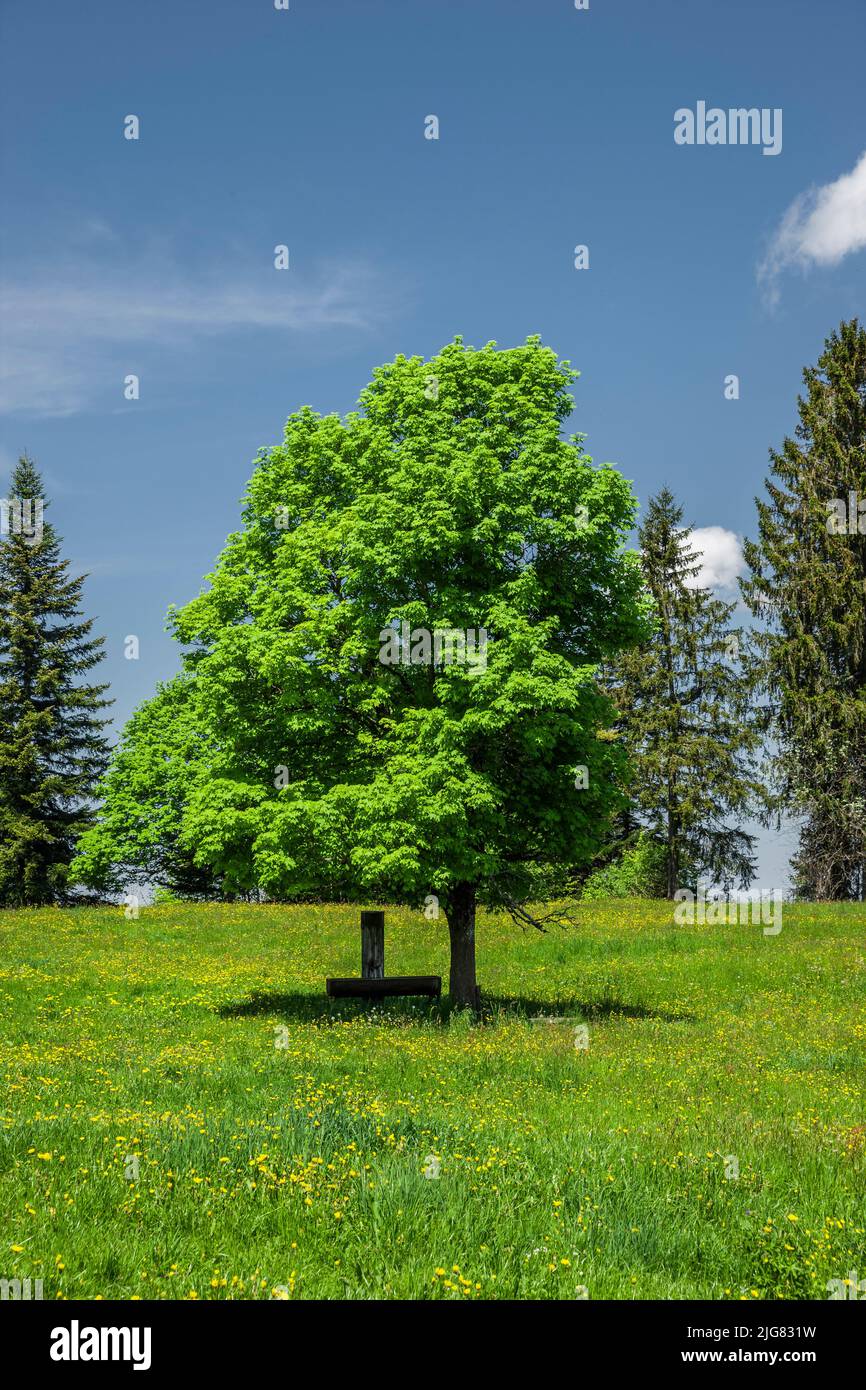 Bergbrunnen unter einem Ahornbaum im Bregenzerwald Stockfoto