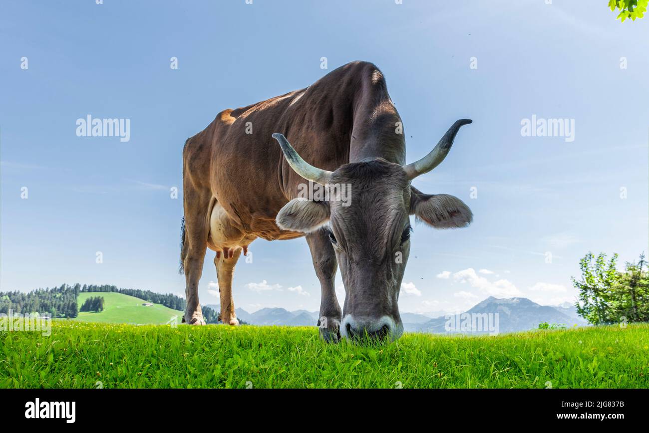 Milchkuh in den österreichischen Alpen Stockfoto